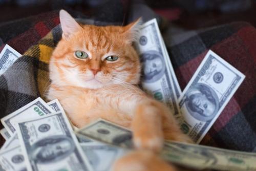 お金に埋もれている猫