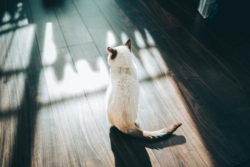猫の後ろ姿