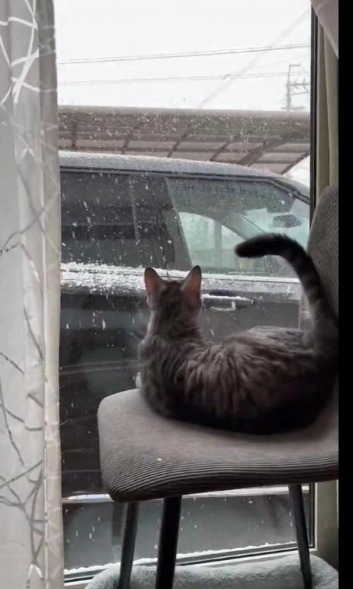 雪を凝視する猫