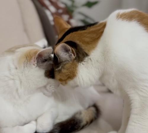 おでこをつける二匹の猫