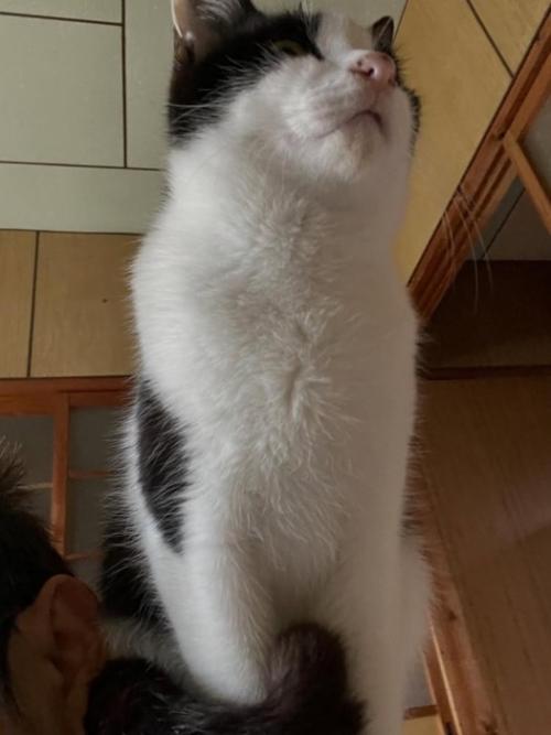 下から見た猫