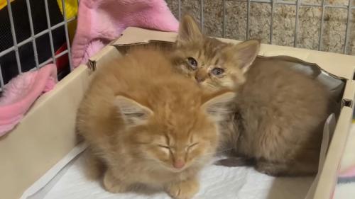 くっついて眠る子猫