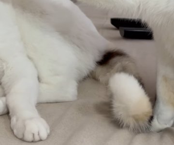 動く尻尾