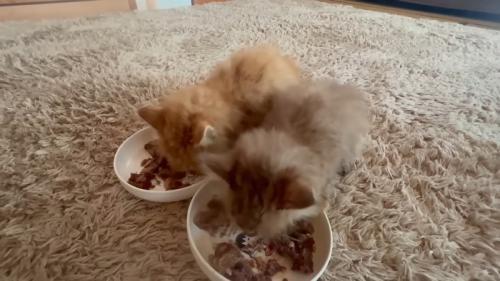 ごはんを食べる2匹の子猫