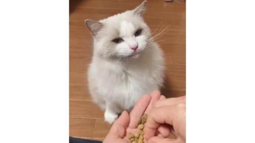 室内にいる猫