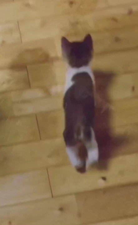 歩き回る子猫