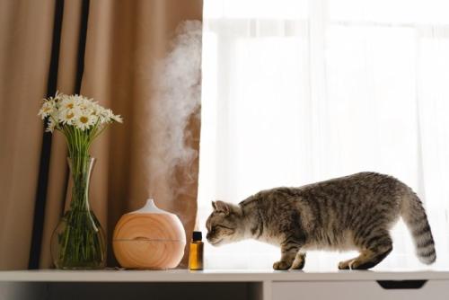 アロマと猫