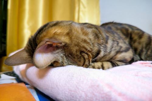 ごめん寝する猫