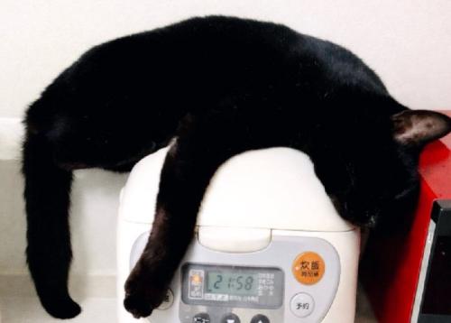 くつろぐ黒猫