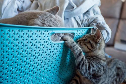 洗濯カゴで遊ぶ猫たち