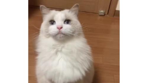 室内にいる猫