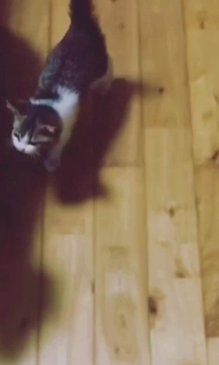 歩き回る子猫