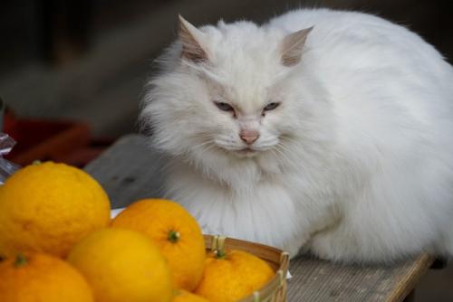 夏みかんと猫