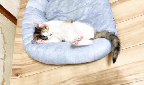 猫ベッドでバンザイする三毛さん