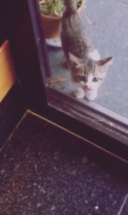 玄関の猫