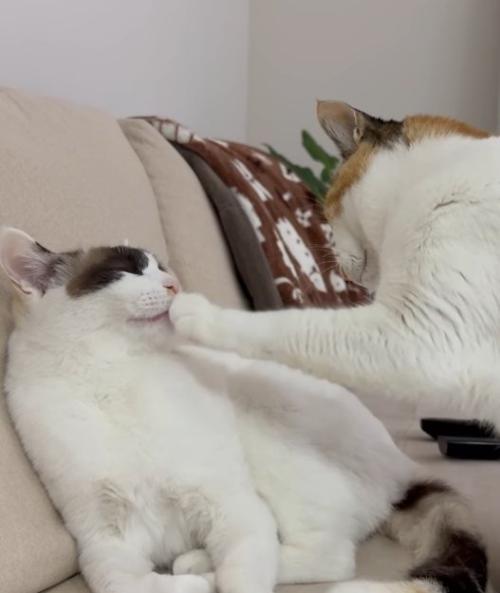 左の猫の口に前脚を当てる右の猫