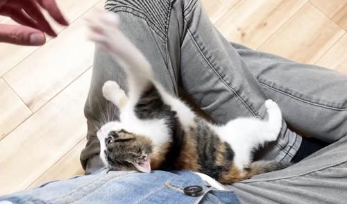 手にパンチする三毛さん