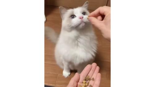 カリカリを食べる猫