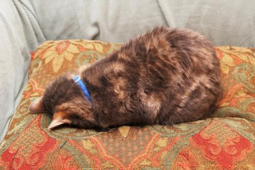 枕にうつぶせで寝る子猫