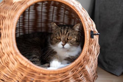 カゴの中でリラックスする猫