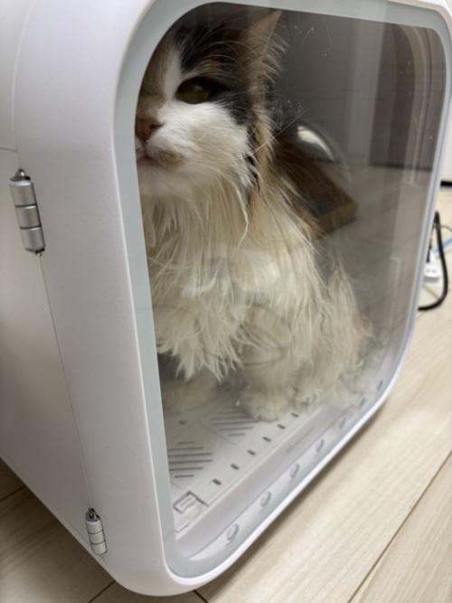 乾燥機の中にいる三毛猫