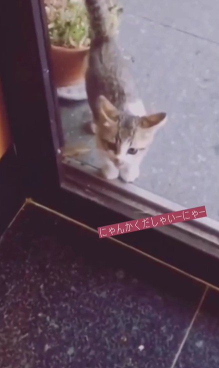 玄関の子猫