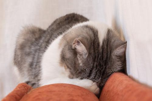 ソファの背中で顔を隠して寝る猫