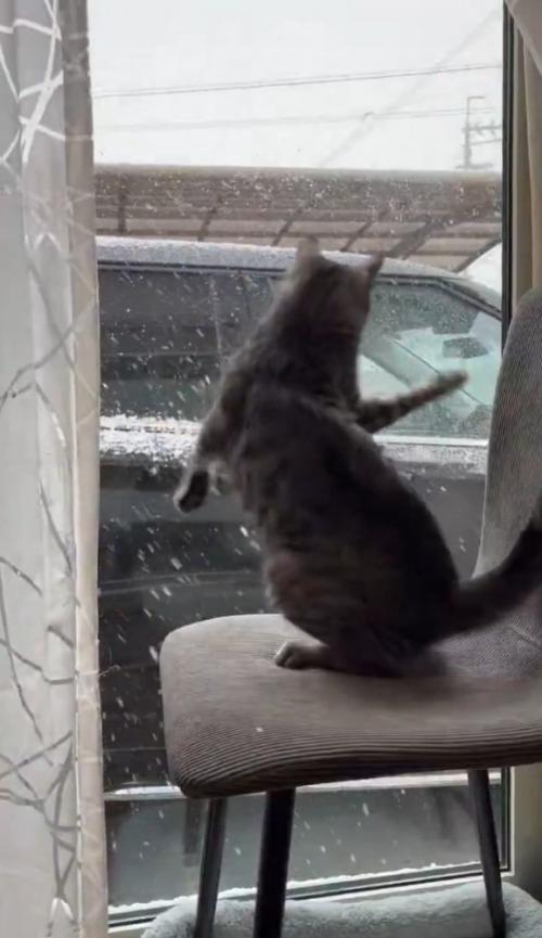 暴れる猫