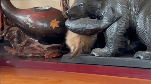 隠れる子猫