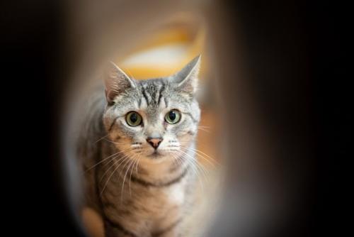 穴を除く猫