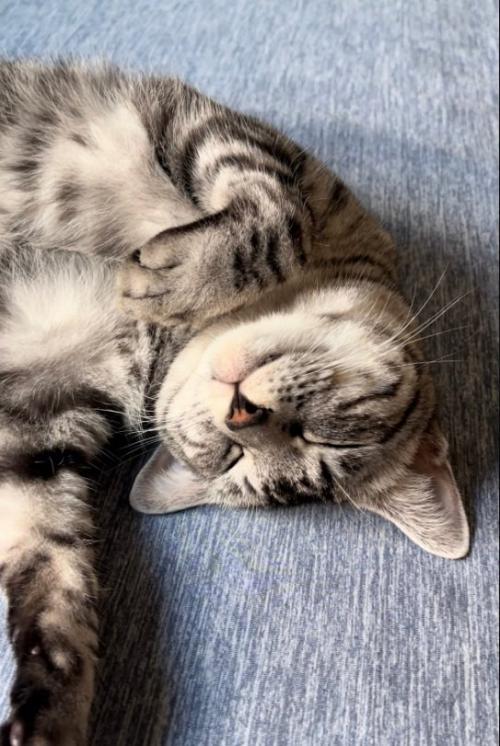 寝転がる猫