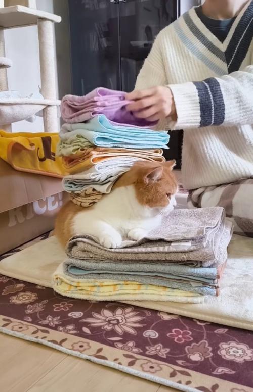 バランスを取りながら猫の背中に洗濯物を乗せていく飼い主