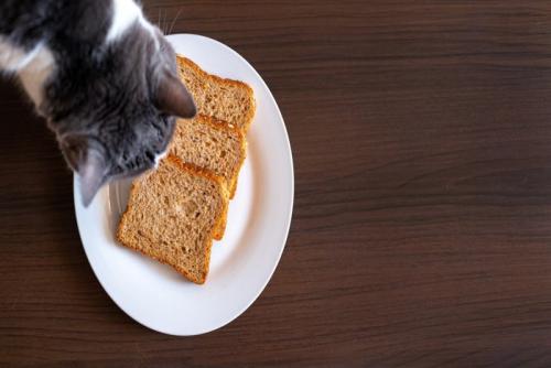 パンと猫
