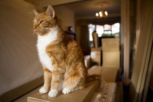 段ボールの上で遠い目をする猫