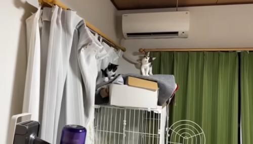 上にいる猫
