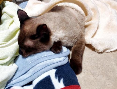 寝ている猫