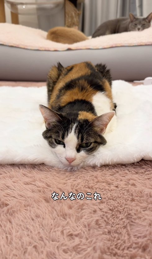 香箱座りのままアゴを床につけている猫(正面)