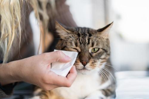 猫と飼い主