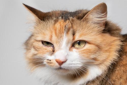 涙やけの猫