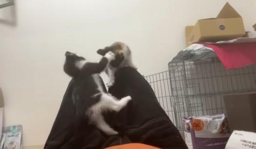 2匹がけんか