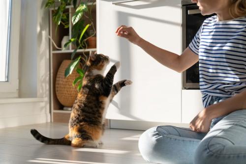 立ち上がる猫