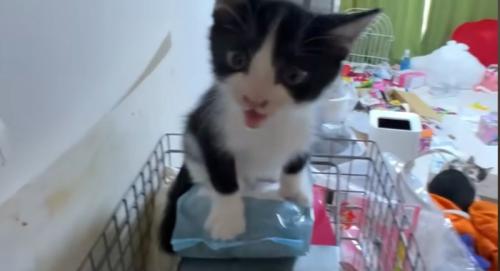 鳴いている猫