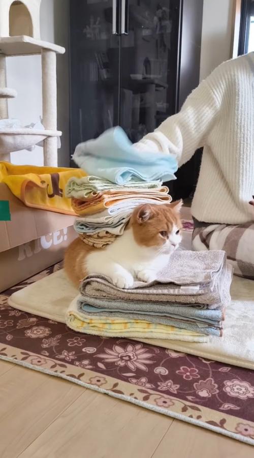 洗濯物を背中に乗せられる猫