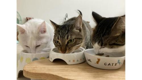 ご飯を食べている猫たち