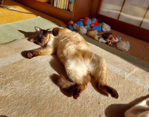 仰向けの猫