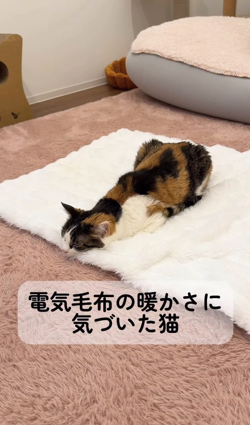 香箱座りのままアゴを床につけている猫(斜め上アングル)
