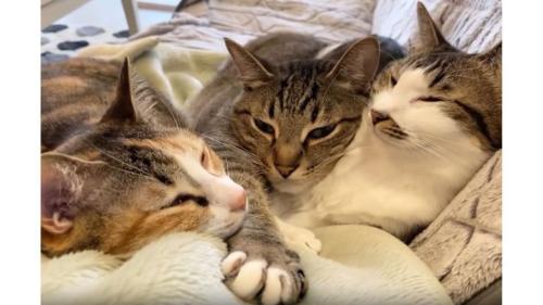 ソファーにいる猫たち