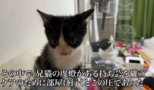 猫のアップ