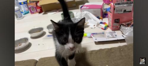 近寄る猫