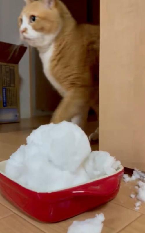 去っていく猫